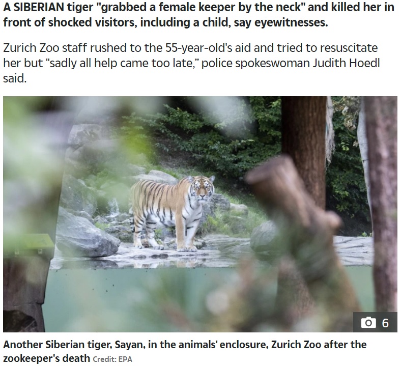 スイスの動物園で2020年7月、シベリアトラが飼育員を襲う。動物園関係者や警察による必死の救出もむなしく、飼育員は現場で死亡が確認されたという（画像は『The Sun　2020年7月5日付「TIGER ATTACK Tiger grabs female keeper, 55, by neck and mauls her to death in front of small child at Zurich zoo」（Credit: EPA）』のスクリーンショット）