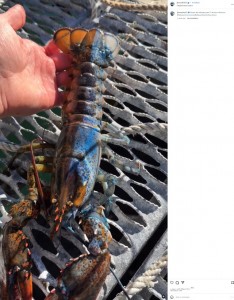 ジェイコブさんの今の目標は、「ボウイが自分の精子と卵子で自家受精し、産卵することができるかどうかを見届けること」だという（画像は『Jacob Knowles　2023年11月24日付Instagram「Bowie the lobster part 5!」』のスクリーンショット）