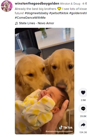 2022年アメリカで、初めて赤ちゃんと対面する2頭の犬が注目された。2頭は自分のおもちゃを持ってきたり、キスをして赤ちゃんを歓迎したという（画像は『Winston ＆ Doug　2022年4月15日付TikTok「Already the best big brothers」』のスクリーンショット）