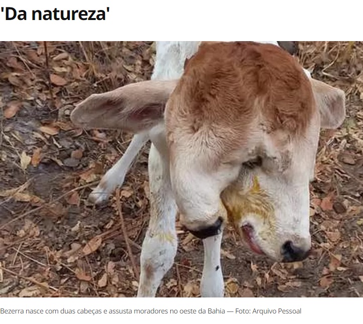 ブラジルで2022年7月、2つの頭を持つ子牛が誕生。2つの耳を持ち、左右に1つずつ目があるものの、真ん中の目は共有しているように見えた（画像は『G1　2022年7月21日付「Bezerra nasce com duas cabeças e assusta moradores em povoado na Bahia: ‘a mãe não deixava encostar nela’」（Foto: Arquivo Pessoal）』のスクリーンショット）