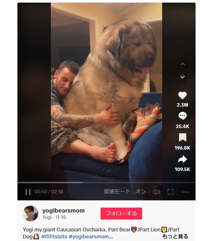 飼い主のブレイデンさんとコーカシアン・シェパードの“ヨギ（Yogi）”。クマのように大きい巨体がSNSで人気を集めている（画像は『Yogi　2023年11月17日付TikTok「Yogi my giant Caucasian Ovcharka.」』のスクリーンショット）