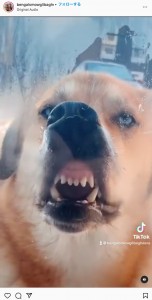 オランダのある家で飼われている犬は度々“変顔”を見せていた。心配した飼い主が病院に連れていくと、獣医から意外なことを言われたという（画像は『The Bengal cats　2021年10月3日付Instagram「Who can relate?」』のスクリーンショット）