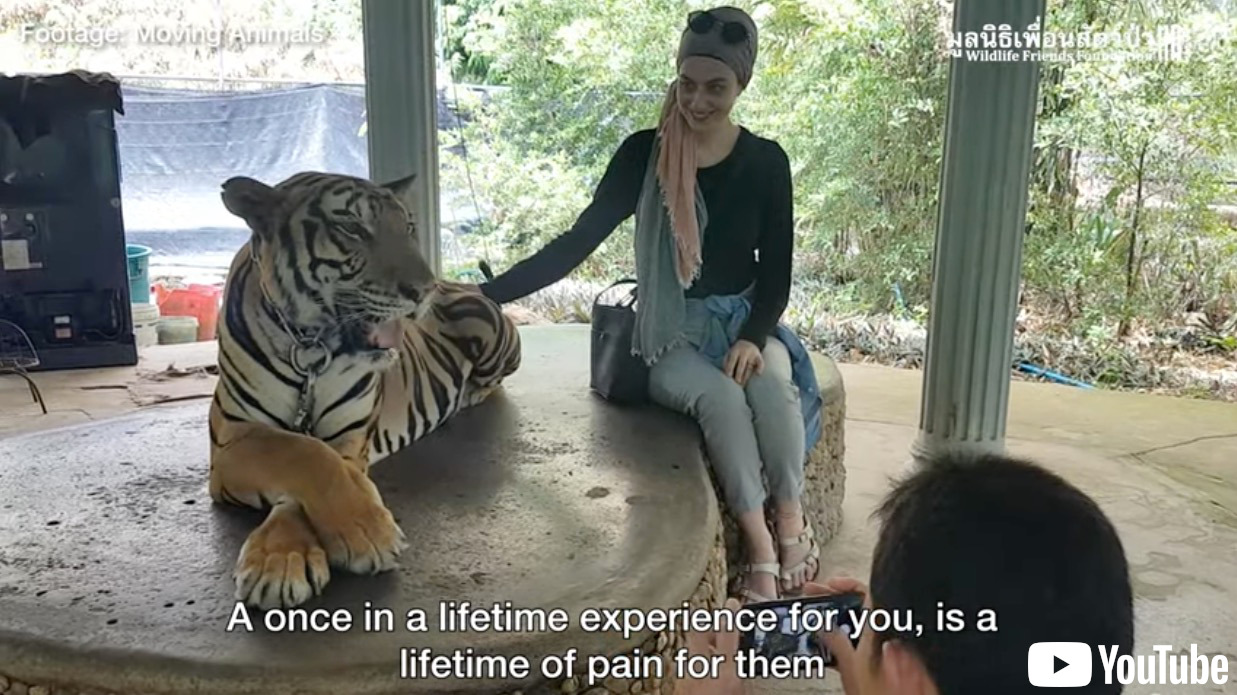 プーケット動物園で来園客が写真撮影するための“道具”として扱われていたベンガルトラのスス（画像は『Wildlife Friends Foundation Thailand　2022年7月21日付YouTube「Phuket Zoo Tiger and Bear Rescue」』のスクリーンショット）