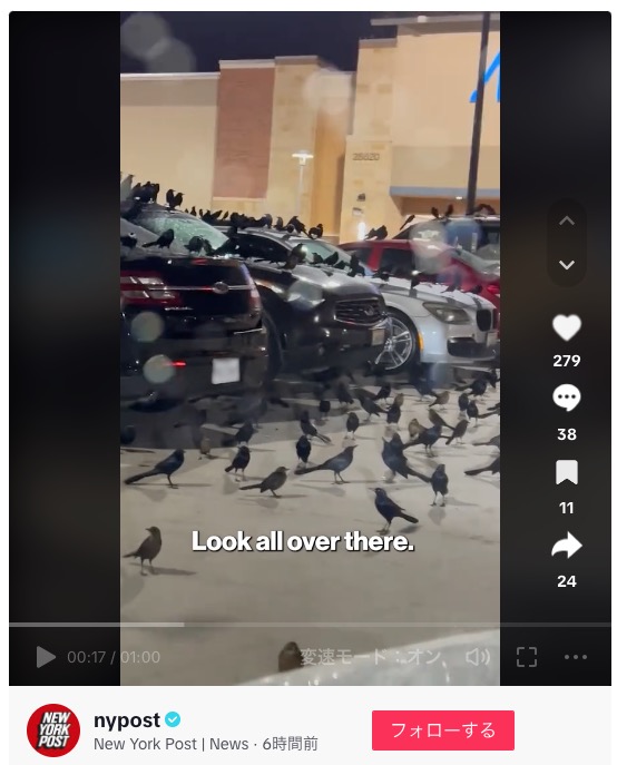 数百羽もの黒い鳥の群れに、撮影者のイヴォンヌさんは「ヒッチコックの映画がそのままそこにあった」と語っている（画像は『New York Post | News　2024年1月5日付TikTok「A flock of birds took over a Texas parking lot in a scene “straight out of an Alfred Hitchcock movie.”」』のスクリーンショット）