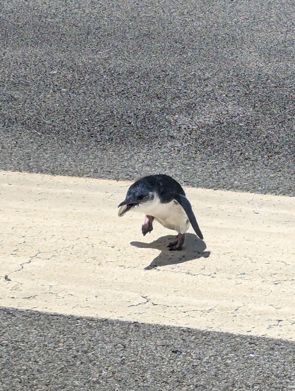 当時滑走路の気温は50度を超える猛暑を記録していたが、赤ちゃんペンギンを捕獲して獣医に診せると、大きな健康問題は見つからなかったという（画像はウェリントン国際空港提供）