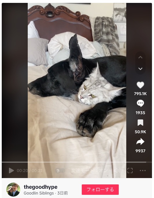 まるで子猫のように同居犬に甘えているウィルストン（画像は『Goodlin Siblings　2024年1月3日付TikTok「He has no idea how big he is either」』のスクリーンショット）