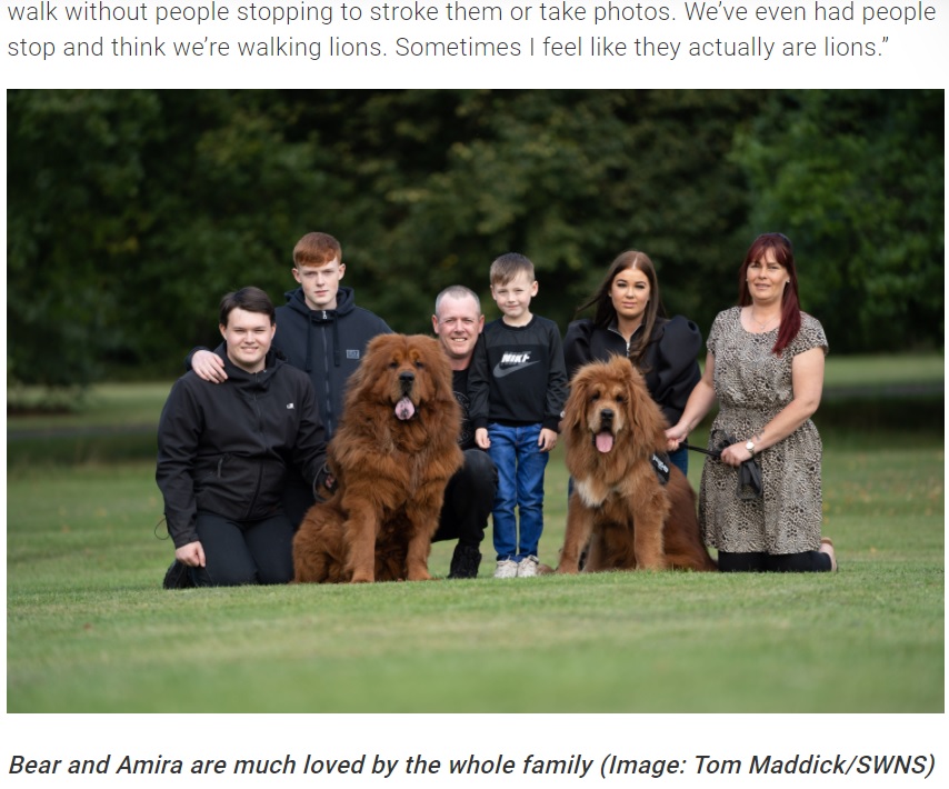 英ノーサンプトンシャー州の一家が2019年に家族として迎え入れた2頭のチベタン・マスティフ。散歩させていると周囲の人はライオンと勘違いして二度見することを明かしていた（画像は『TeamDogs　2021年10月4日付「The lion-like pups that are ‘the talk of the town’」（Image: Tom Maddick/SWNS）』のスクリーンショット）