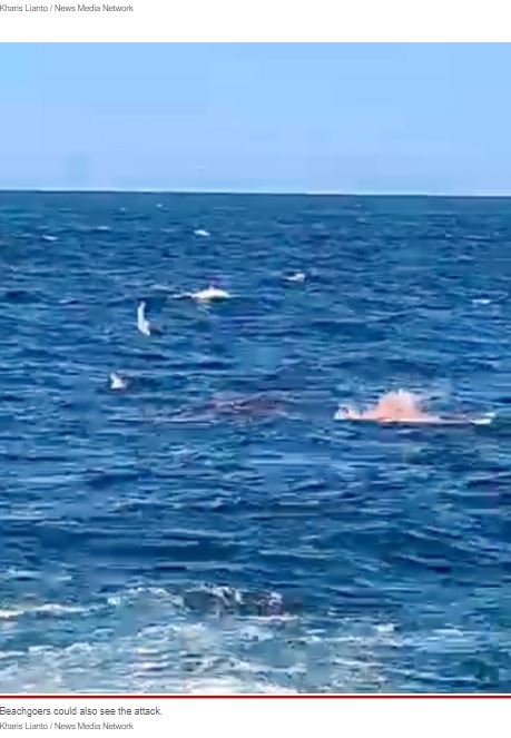 豪ニューサウスウェールズ州のビーチで2022年2月、遊泳中の男性が釣り人の目の前でホホジロザメに襲われて死亡。釣り人は「体が半分に食いちぎられた」と証言していた（画像は『New York Post　2022年2月16日付「Swimmer killed by shark in horrifying attack in front of beachgoers: video」（Kharis Lianto / News Media Network）』のスクリーンショット）