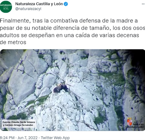 スペイン北西部にある山で2022年6月、オスのヒグマが子連れのメスに襲い掛かる様子が捉えられた。その後、2頭の運命を変えてしまうまさかの展開が待っていた（画像は『Naturaleza Castilla y León　2022年6月7日付X「Finalmente, tras la combativa defensa de la madre」』のスクリーンショット）