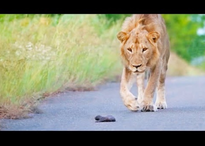 南アフリカのクルーガー国立公園の道の真ん中に置き去りにされたラーテル（ミツアナグマ）の赤ちゃん。オスのライオンが興味を示し近付いていく（画像は『Latest Sightings　2024年1月16日公開 YouTube「Mom Honey Badger Leaves her Baby to the Lions」』のサムネイル）