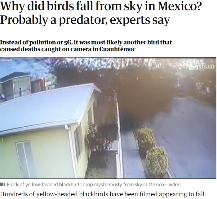 メキシコの住宅街で2022年2月、渡り鳥「キガシラムクドリモドキ」が空から一斉に落下し、100羽以上が大量死した（画像は『The Guardian　2022年2月14日付「Why did birds fall from sky in Mexico? Probably a predator, experts say」』のスクリーンショット）