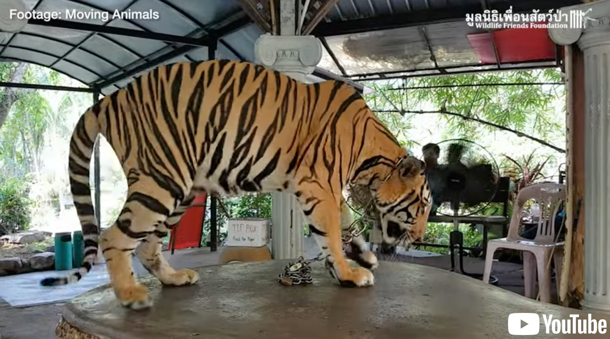 写真はマルアイと一緒に救出された“スス（Susu）”。プーケット動物園でトラたちは短い鎖に繋がれていた（画像は『Wildlife Friends Foundation Thailand　2022年7月21日付YouTube「Phuket Zoo Tiger and Bear Rescue」』のスクリーンショット）
