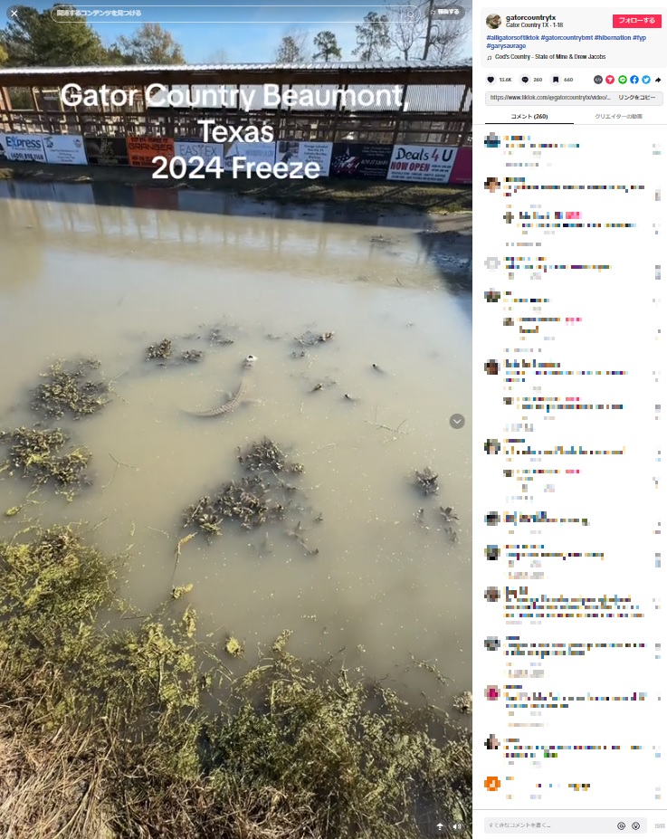 厳しい冬の寒さに襲われたワニの保護施設では、池が完全に凍ってしまい、ワニはその中に取り残されてしまった（画像は『Gator Country TX　2024年1月17日付TikTok「＃alligatorsoftiktok ＃gatorcountrybmt ＃hibernation」』のスクリーンショット）