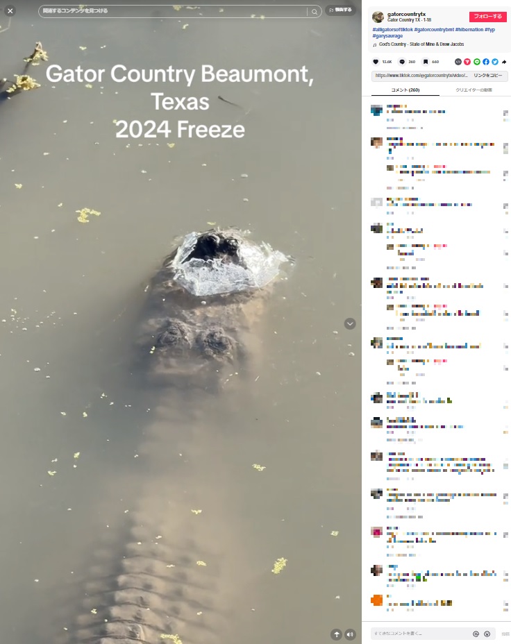 ワニの体のほとんどは凍った池の中にあったが、鼻の先だけを水面上に出して息ができるようにしている（画像は『Gator Country TX　2024年1月17日付TikTok「＃alligatorsoftiktok ＃gatorcountrybmt ＃hibernation」』のスクリーンショット）