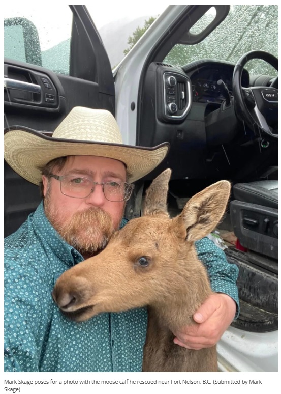 カナダで2023年6月、ある男性がヘラジカの子が1頭だけでいることに気付き救助した。しかしこの行動が会社の規則に違反したとみなされ、解雇を言い渡されてしまったという（画像は『CBC.ca　2023年7月17日付「B.C. man fired from job after saving moose calf on the highway」（Submitted by Mark Skage）』のスクリーンショット）