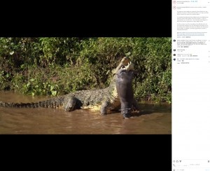ケニアのマサイマラ国立保護区で2023年9月、へその緒がついたままのカバをくわえて振り回し、水面に叩きつけるナイルワニの姿が捉えられていた（画像は『Governors’ Camp Collection　2023年10月7日付Instagram「Sensitive viewer warning - graphic content」』のスクリーンショット）