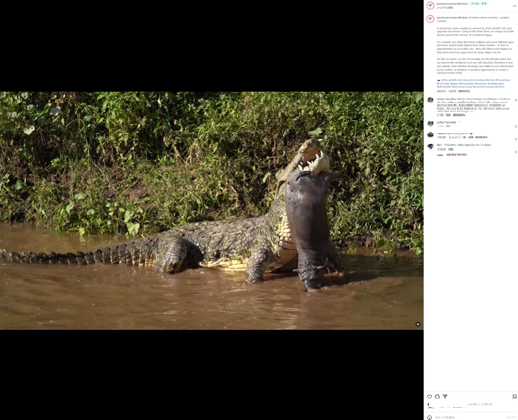 ケニアのマサイマラ国立保護区で2023年9月、へその緒がついたままのカバをくわえて振り回し、水面に叩きつけるナイルワニの姿が捉えられていた（画像は『Governors’ Camp Collection　2023年10月7日付Instagram「Sensitive viewer warning - graphic content」』のスクリーンショット）
