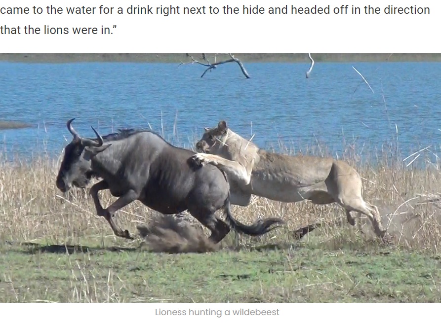 2018年、南アフリカの自然保護区で撮影され、YouTubeに投稿された動画が話題に。妊娠中のヌー（ワイルドビースト）がライオンの群れに襲われていた（画像は『Latest Sightings　2022年7月1日付「Lions Hunt Pregnant Wildebeest and Pull the Baby Out!」』のスクリーンショット）