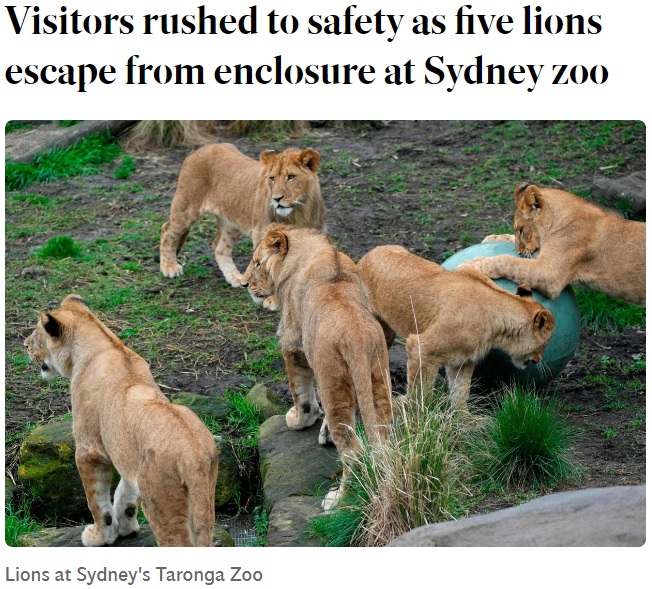 オーストラリアの動物園で2022年11月、ライオン5頭が展示エリアから脱走。宿泊体験プログラムの参加者が避難し、恐怖を味わっていた（画像は『Independent.ie　2022年11月2日付「Visitors rushed to safety as five lions escape from enclosure at Sydney zoo」』のスクリーンショット）
