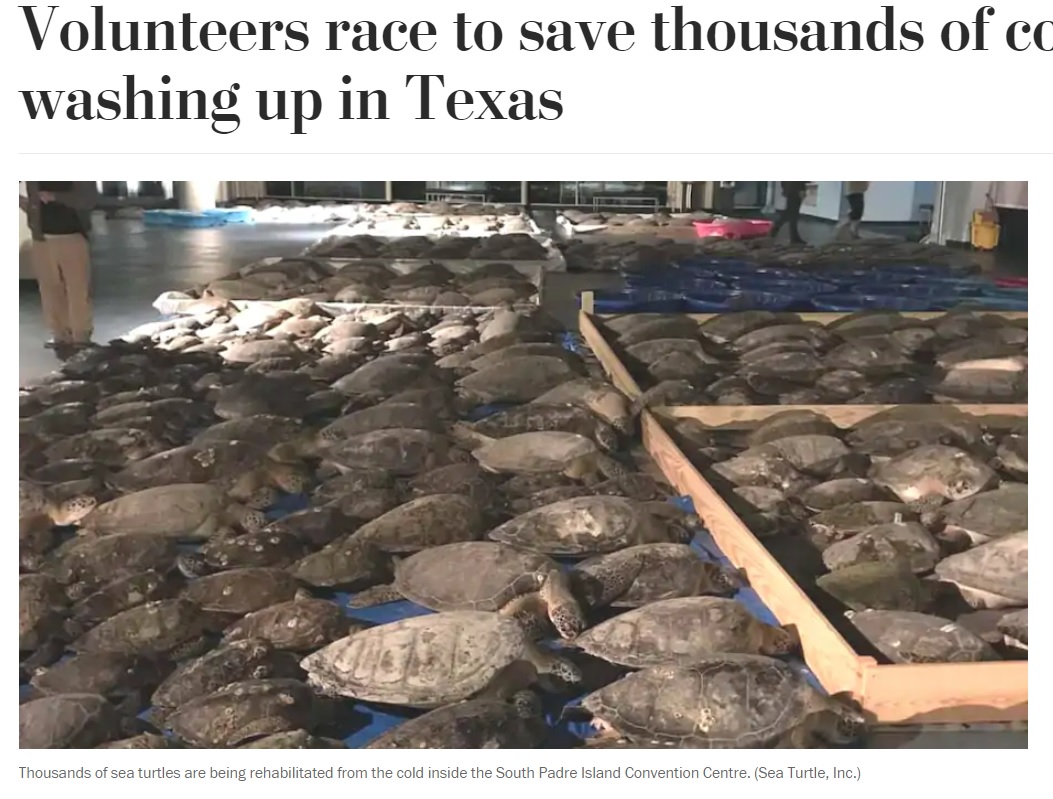 テキサス州で2021年2月、強大な寒波が発生。3,500匹以上のウミガメが寒さによるショックでこん睡状態に陥ってしまった（画像は『The Washington Post　2021年2月17日付「Volunteers race to save thousands of cold-stunned turtles washing up in Texas」（Sea Turtle, Inc.）』のスクリーンショット）