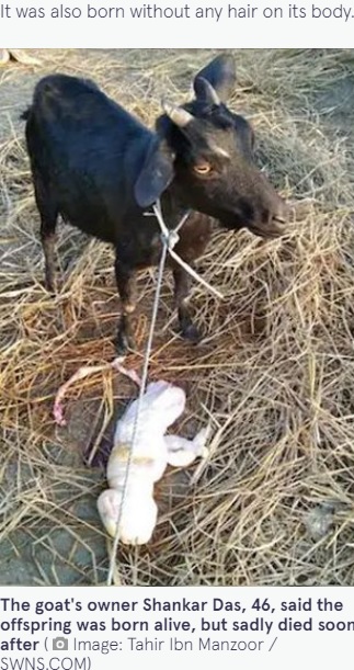 印アッサム州の小さな村で2021年、人間のようなヤギが誕生。地元では「神からの警告」「凶兆」という声があがっていた（画像は『The Mirror　2021年12月28日付「Farmer’s goat ‘gives birth to deformed, hairless kid with face of human baby’」（Image: Tahir Ibn Manzoor / SWNS.COM）』のスクリーンショット）