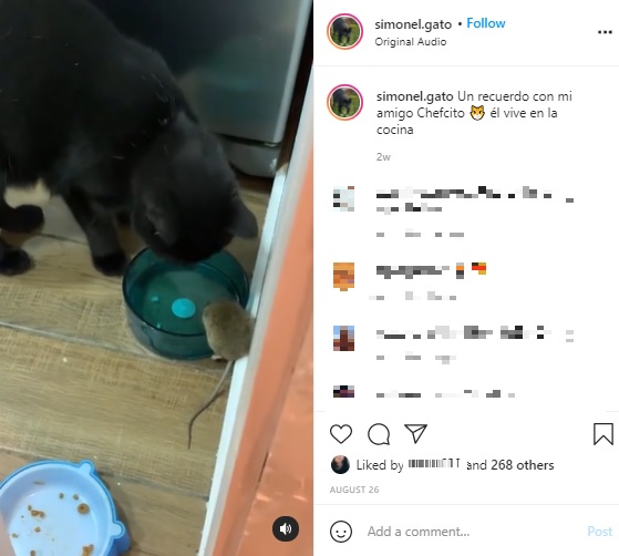 黒猫を可愛がっているチリ在住の飼い主は2021年8月、ネズミと一緒にまったりと水を飲む黒猫の姿に衝撃を受けたという（画像は『Simón　2021年8月26日付Instagram「Un recuerdo con mi amigo Chefcito」』のスクリーンショット）