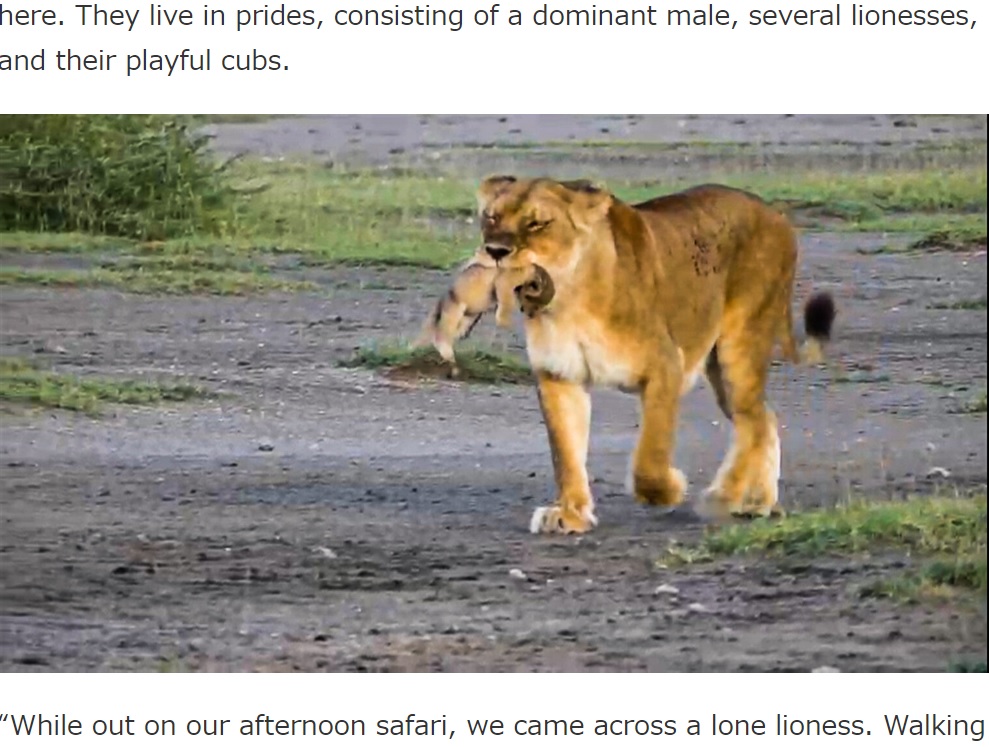 タンザニア北部のサファリスポットで2023年5月、ライオンの母子の姿が捉えられる。弱った子をくわえた母ライオンのその後の行動に、「残酷だけど、これが自然」といった声があがっていた（画像は『Latest Sightings　2023年5月23日付「Lioness Bites Her Cub’s Head Off」』のスクリーンショット）