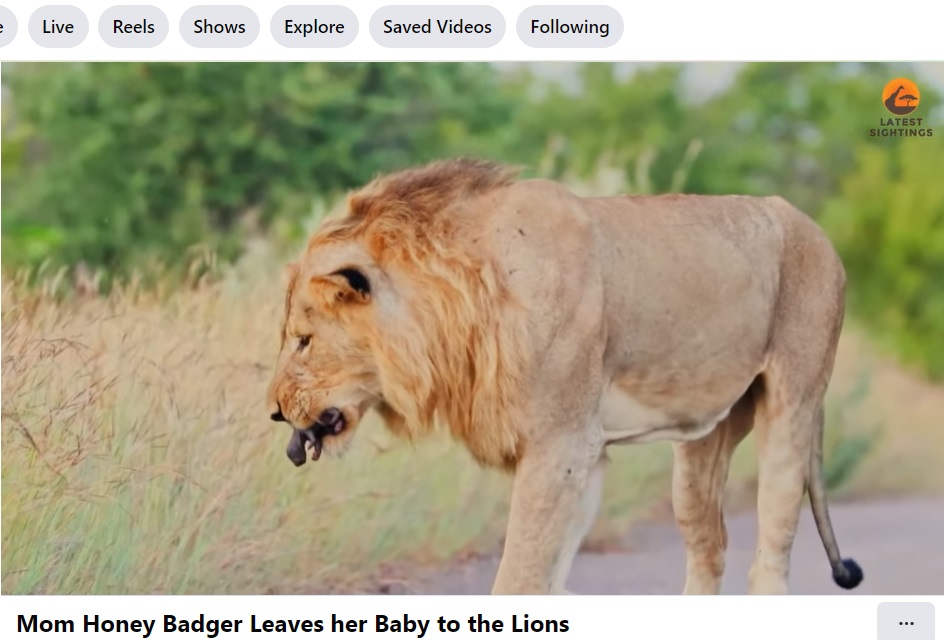 オスライオンは「それを食べることができる」ということに気付いたようで、口でくわえて草むらの中に消えていった。そしてこの時、レオンさんもその赤ちゃんがラーテルだと気が付いた（画像は『Latest Sightings　2024年1月17日付Facebook「Mom Honey Badger Leaves her Baby to the Lions」』のスクリーンショット）