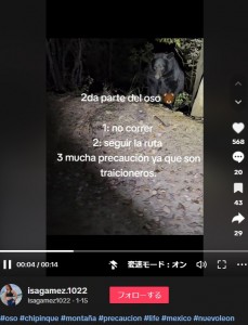 辺りが暗くなってから撮影された3本目の動画。歩道のそばにたたずむクマを懐中電灯で照らしてカメラを向けており、「よく無事だったね」という声もあがった（画像は『Isagamez1022　2024年1月15日付TikTok「＃oso ＃chipinque ＃montaña」』のスクリーンショット）