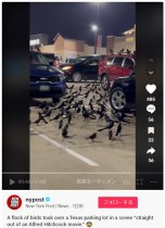 【海外発！Breaking News】「まるでヒッチコック映画」ショッピングモール駐車場に数百羽の鳥の群れ（米）＜動画あり＞