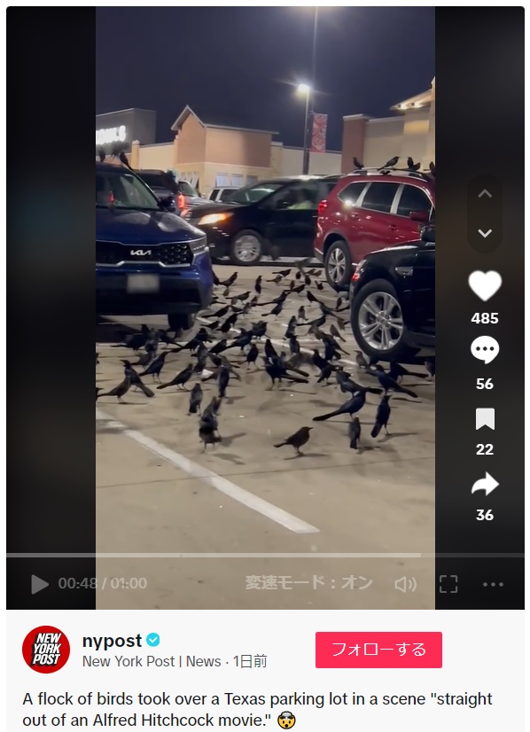 米テキサス州のショッピングモール駐車場に現れた無数の黒い鳥の群れ（画像は『New York Post | News　2024年1月5日付TikTok「A flock of birds took over a Texas parking lot in a scene “straight out of an Alfred Hitchcock movie.”」』のスクリーンショット）