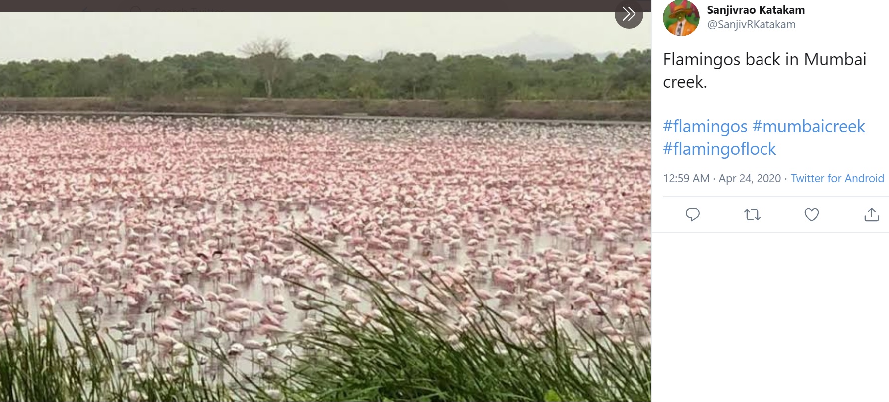 印マハーラーシュトラ州ムンバイの入り江には毎年10月から3月にかけて多数のフラミンゴがやってくるが、2020年には飛来数が急増。一帯をピンクに染めていた（画像は『Sanjivrao Katakam　2020年4月23日付X「Flamingos back in Mumbai creek.」』のスクリーンショット）