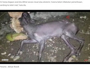 インドネシアのロンボク島で2023年5月、顔の中央に大きな目が一つしかない「単眼症」のヤギが誕生。ヤギの体には被毛がなく、奇妙な色をしていた（画像は『Antara News NTB　2023年5月9日付「Viral anak kambing bermata satu lahir di Lombok Tengah」』のスクリーンショット）