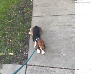 米イリノイ州シカゴの動物保護団体が2023年10月、ビーグル犬が散歩する様子をSNSに投稿。この犬はもともと実験動物で、生まれて初めて外の世界を知った（画像は『WeRateDogs　2023年10月27日付Instagram「This is Dora.」』のスクリーンショット）