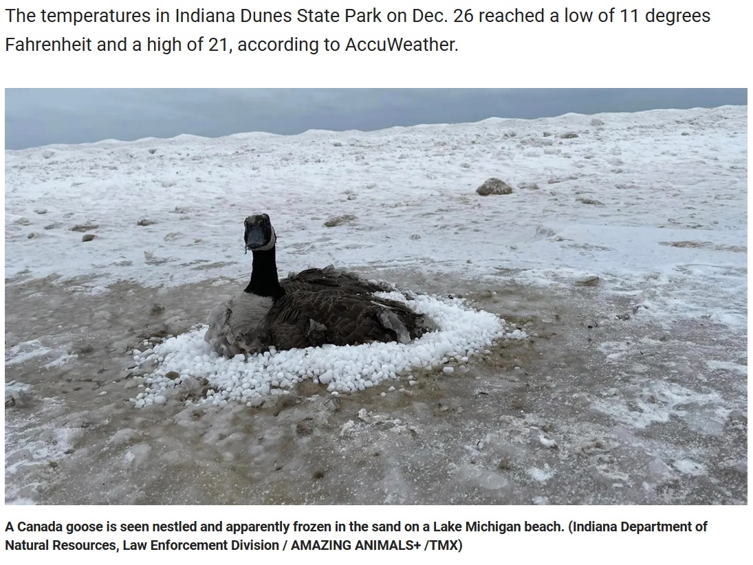 米インディアナ州で2023年1月、凍りついた湖の砂浜にとらわれてしまったカナダガン。消防隊員が温めた水をかけて救出していた（画像は『Fox News　2023年1月3日付「Indiana firemen rescue goose trapped in frozen sand along Lake Michigan shore」（Indiana Department of Natural Resources, Law Enforcement Division / AMAZING ANIMALS+ /TMX）』のスクリーンショット）