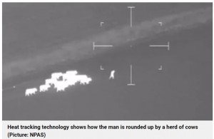 英デヴォン州の警察が2022年、逃走した犯人を捜索するためヘリコプターで上空からその行方を追った。赤外線カメラで撮影された映像には、男を追いかける牛の群れが映っていた（画像は『Metro　2022年12月7日付「Cows filmed herding man on the run into arms of the police at edge of field」（Picture: NPAS）』のスクリーンショット）
