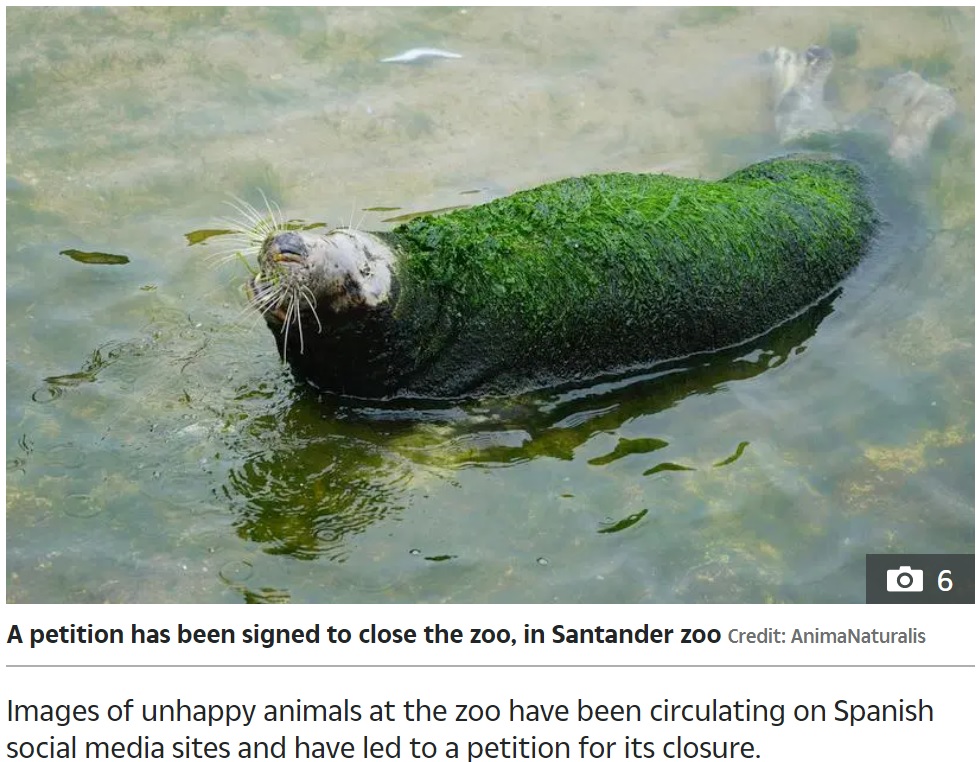 スペインの動物園で2020年、飼育放棄されたアザラシの様子が撮影された。体一面に藻が生えてしまった姿に動物園への非難の声が殺到していた（画像は『The Sun　2020年6月29日付「‘LETTING ITSELF DIE’ Pictures of neglected seal with seaweed growing all over its fur at ‘cruel’ zoo in Spain spark outrage」（Credit: AnimaNaturalis）』のスクリーンショット）