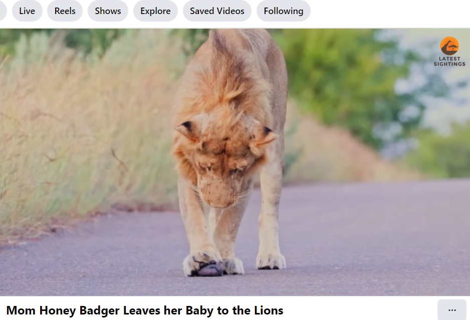 1頭のライオンは好奇心旺盛で、小さな赤ちゃんに不思議なほど優しくしていた。そして前足を使って軽く叩いてみたりして遊んでいたという（画像は『Latest Sightings　2024年1月17日付Facebook「Mom Honey Badger Leaves her Baby to the Lions」』のスクリーンショット）