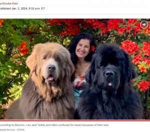 犬が苦手だったスウェーデンの女性は6年前、ニューファンドランドの子犬を迎え、今では成体2頭と暮らしている。2頭はそれぞれが70キロを超える大型犬でクマのようだという（画像は『New York Post　2024年1月2日付「My dogs are so massive, I had to move to a bigger home」（Sanela Becovic / SWNS）』のスクリーンショット）