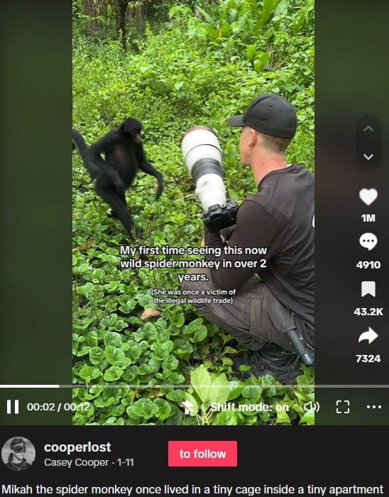 狭いアパートの小さなケージで飼われていたサル。4年前に野生動物団体に保護され、2年間のリハビリ後に野生の群れに受け入れられた。そして2年後、リハビリをした男性を見つけると歩み寄った（画像は『Casey Cooper　2024年1月11日付TikTok「Mikah the spider monkey once lived in a tiny cage」』のスクリーンショット）