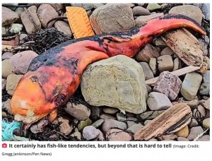 スコットランドの海岸で、鮮やかなオレンジ色をした謎の生物の死骸が見つかる。発見者が2023年11月、SNSに投稿して意見を求めたが、専門家もその正体を特定できなかった（『The Daily Star　「Mysterious orange sea beast washes up on UK beach - and people have no idea what it is」（Image: Credit: Gregg Jenkinson/Pen News）』より）