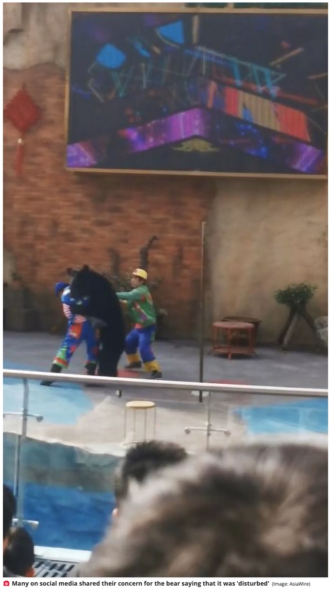 太湖ドラゴンドリーム楽園のアニマルショーは、かねてから動物虐待が指摘されていた（『The Daily Star　「Dancing bear attacks ringmaster during sick circus show before being tackled by six men」（Image: AsiaWire）』より）