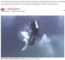 【海外発！Breaking News】サメがダイバーに次々と突進　恐怖の瞬間捉えるも「無防備すぎる」と非難の声（モルディブ）＜動画あり＞