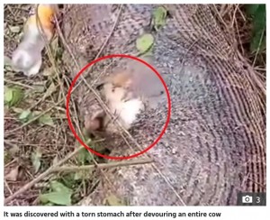 タイで2021年8月、体長約4.6メートルほどのビルマニシキヘビが家畜である牛を丸呑みして死んでいるところを発見された。ヘビの腹部は破れていたという（画像は『The Sun　2021年8月26日付「HOLY COW Monster 15ft snake swallows entire COW before its stomach bursts open」（Credit: ViralPress）』のスクリーンショット）