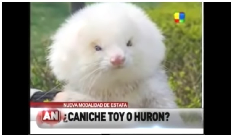 アルゼンチンのあるマーケットで2013年、偽のトイ・プードルが販売される。その正体はフェレットで、大きくなるようにステロイドを投与されていた（『Metro　「Dog lovers tricked into buying steroid-filled ferrets instead of poodles」（Picture: YouTube）』より）