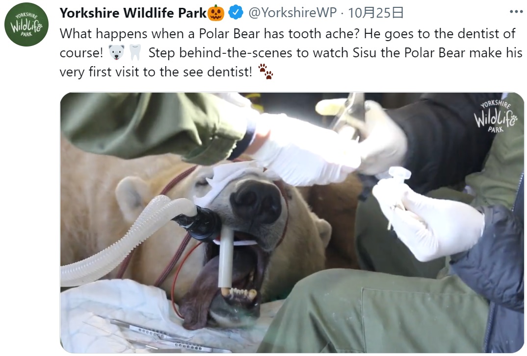 英サウス・ヨークシャー州のサファリパークで2021年10月、体重約600キロの大きなシロクマが虫歯になり、動物専門歯科医の治療を受けた（『Yorkshire Wildlife Park　X「What happens when a Polar Bear has tooth ache?」』より）