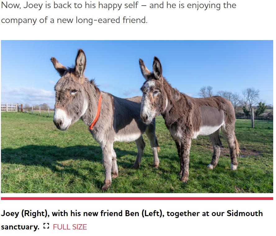 ロバのジョーイ（右）は母親を亡くしたことがストレスになったのか、摂取したものが胃内部に蓄積して小腸への流れを阻害していた（『The Donkey Sanctuary　「JOEY FIZZES BACK TO FULL HEALTH」』より）