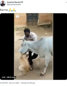 インド森林サービス職員が2021年9月、SNSに投稿した動画には、犬を虐待した男がそれを見ていた牛に猛アタックされる様子が捉えられていた（『Susanta Nanda IFS　X「Karma」』より）