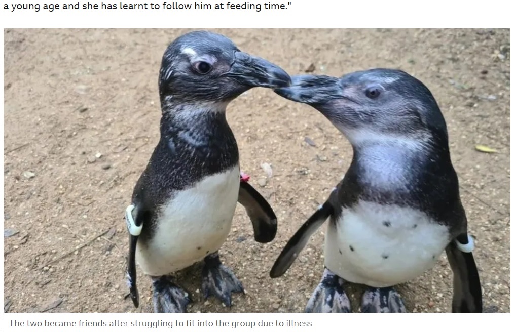 白内障により視力が悪く、エサに時間には他のペンギンたちの激しい行動についていけなかったが、1羽の仲間が自然とガイドするようになった（『BBC　「Farnham penguin finds ‘guide bird’ in one of her friends」』より）