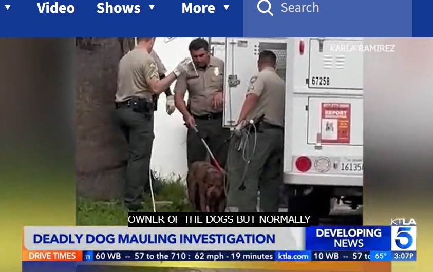 米カリフォルニア州南部コンプトンのドミニク・クーパーさん宅の裏庭で飼われていたピットブル。ドミニクさんが遺体で発見され、飼い犬13頭が捕獲された（『KTLA　「Pit bull breeder mauled to death by his own dogs in Compton」』より）